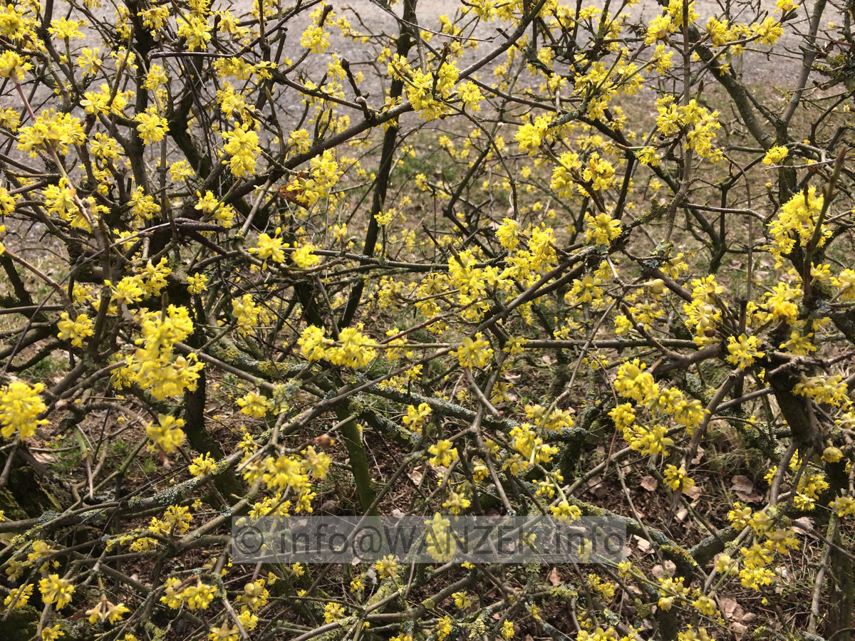 Cornus mas - Blueten 02.JPG